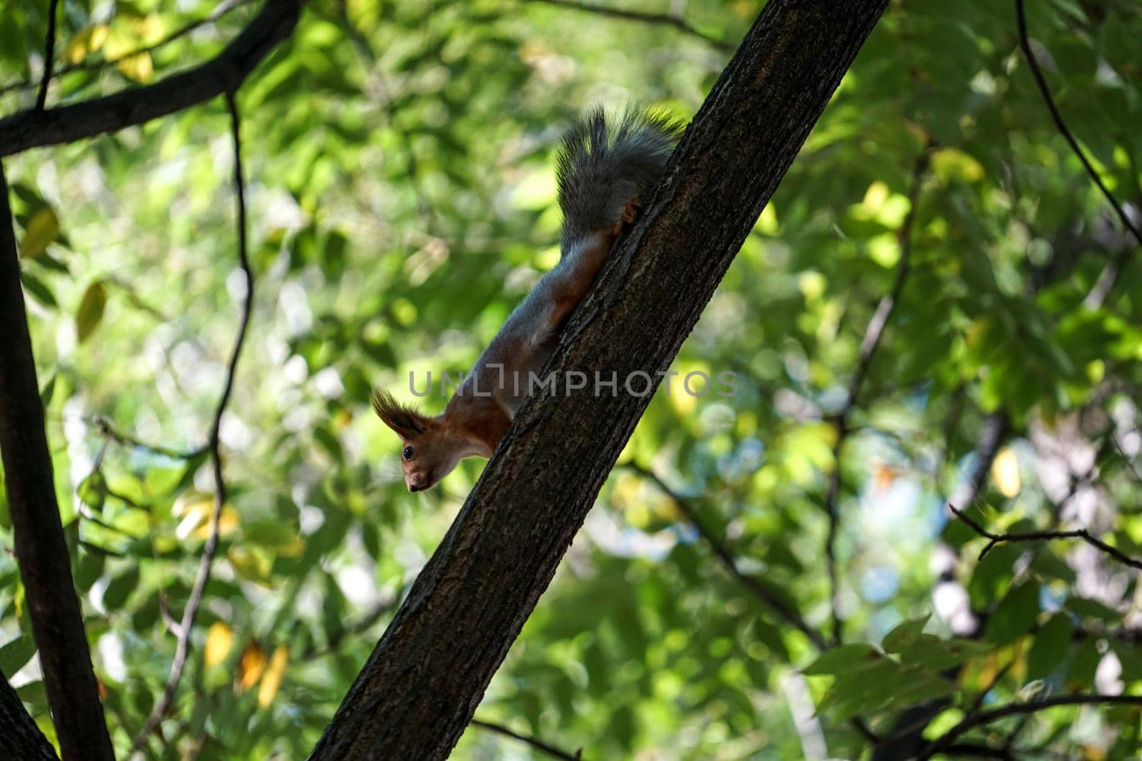 the red squirrel comes down the trunk of a tree on a background of green foliage.