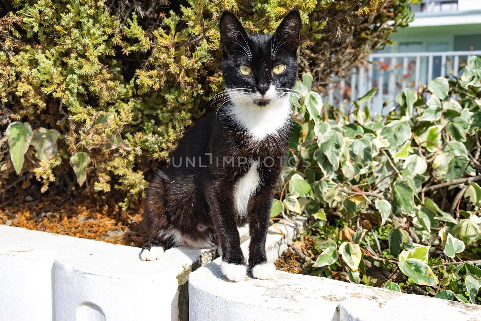 black-and-white shorthaired cat with yellow eyes sitting on a bed with plants.