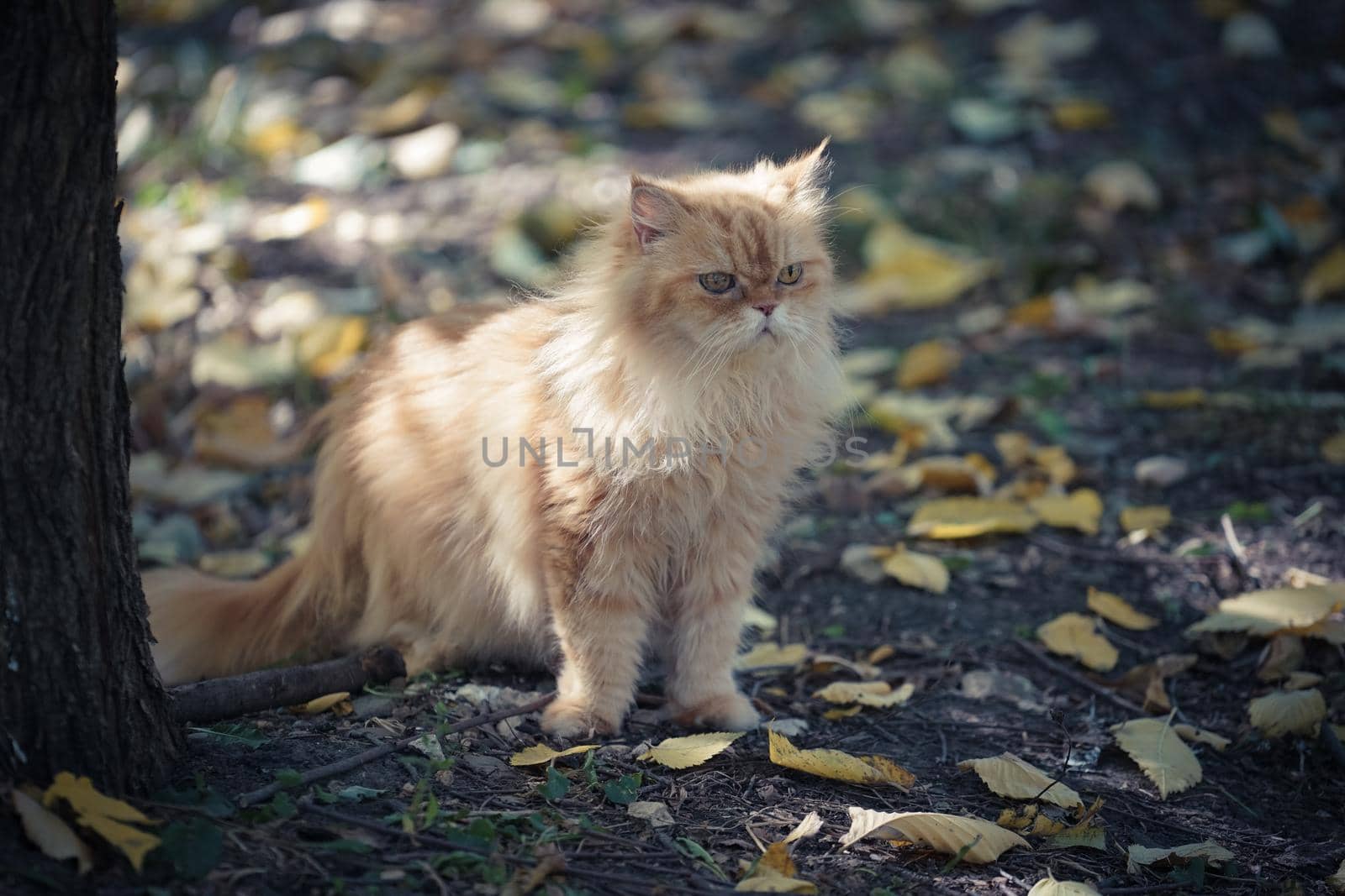 red cat sitting on the ground with autumn leaves
