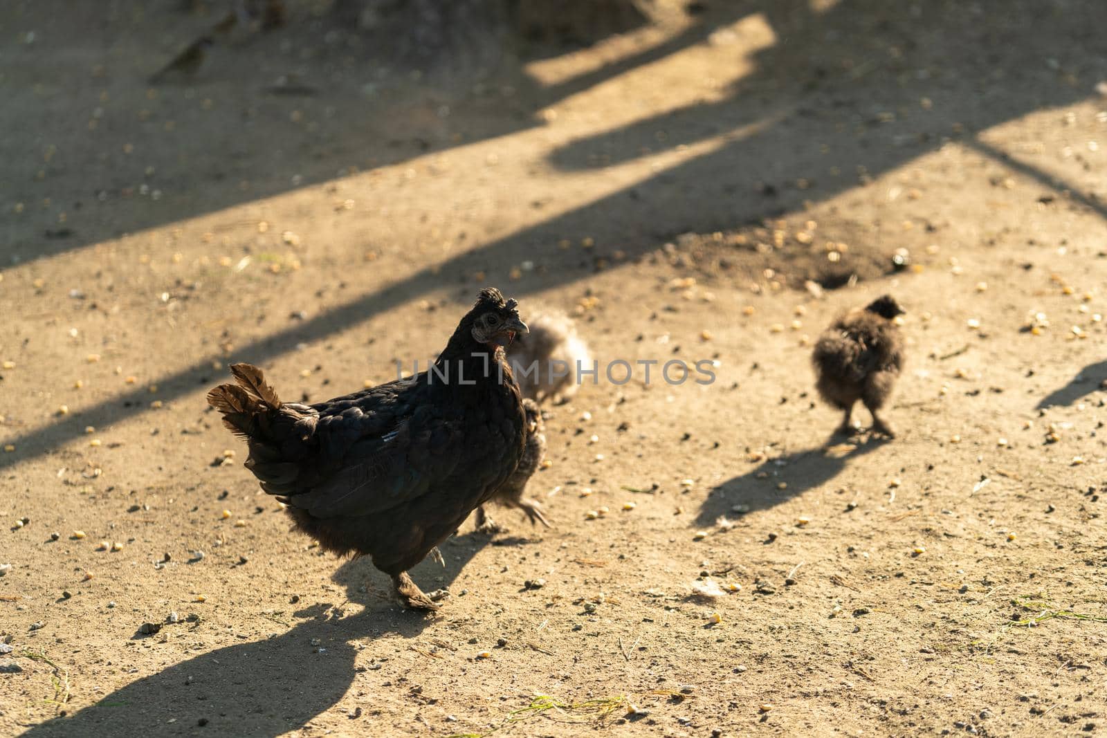 Portrait of a purebred chicken on the background of a chicken coop. Farm.