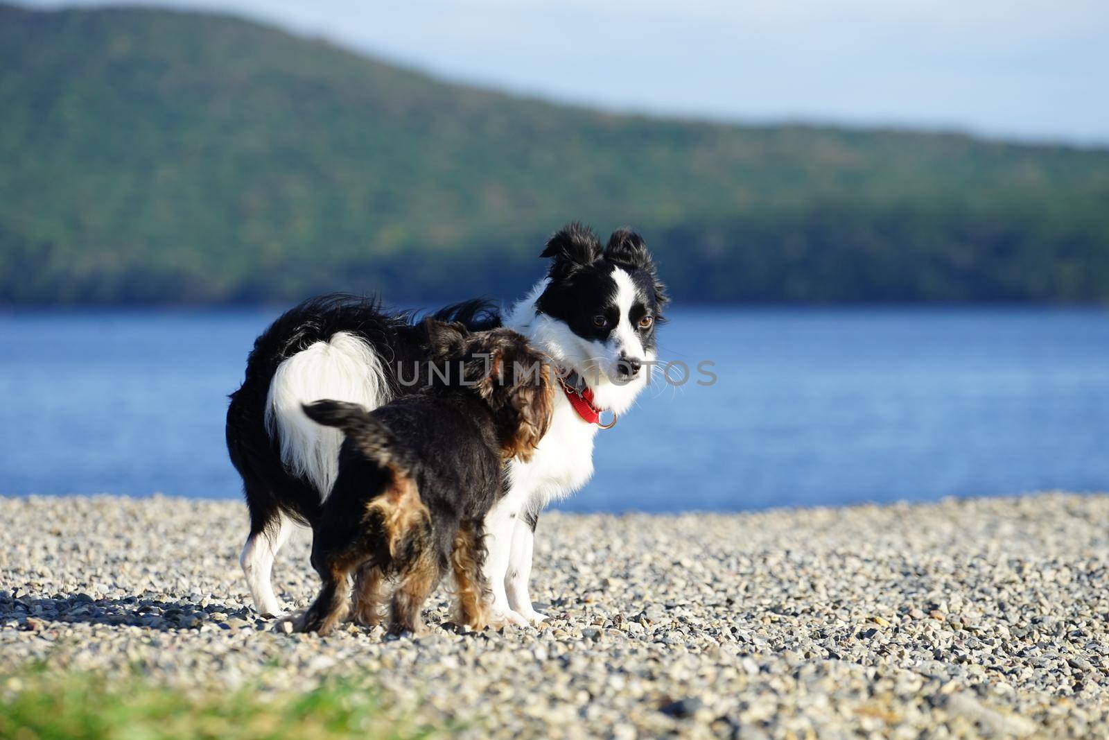 Seascape and dogs on the beach. Vladivostok, Primorsky Krai