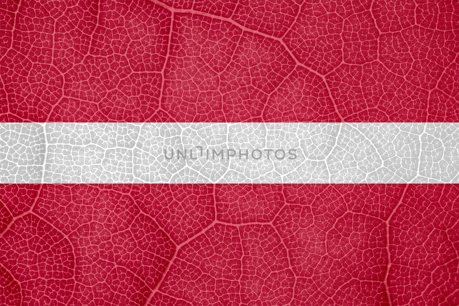 flag of Latvia on the structure of a tree leaf macro. High quality photo