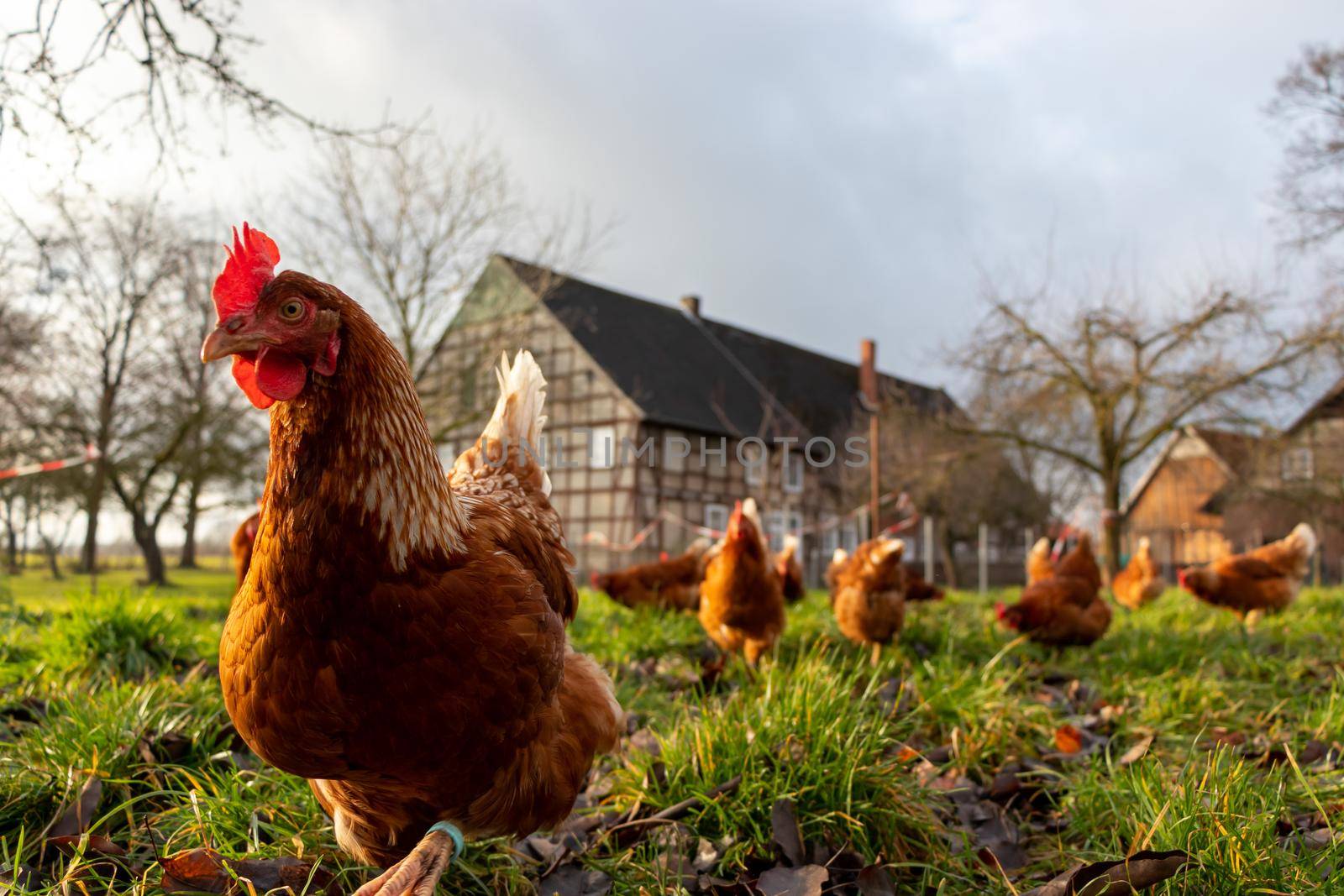 Free range organic chickens poultry in a country farm, germany by bettercallcurry