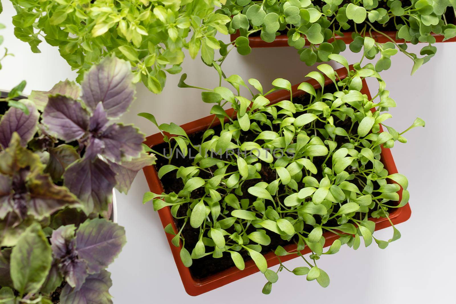Watercress and other edible greens grow in pots on the windowsill. Growing healthy vitamin greens at home. by galsand