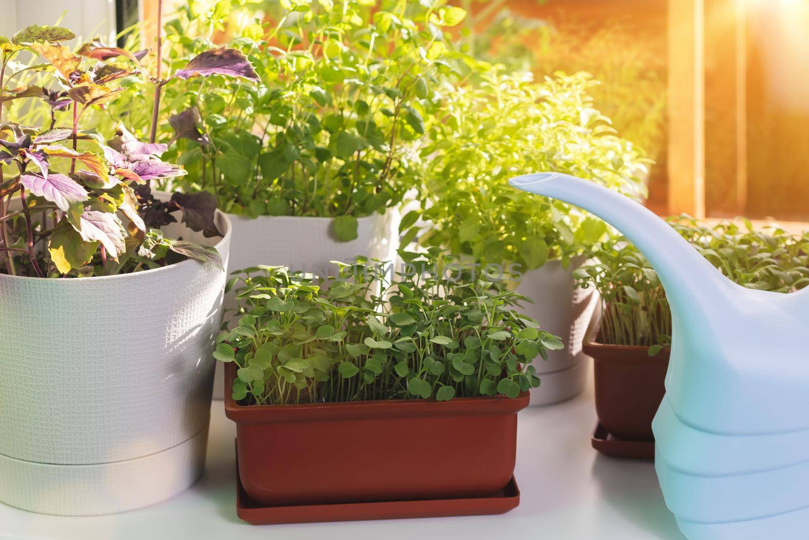Various edible greens grow in pots on the windowsill. Growing healthy vitamin greens at home by galsand