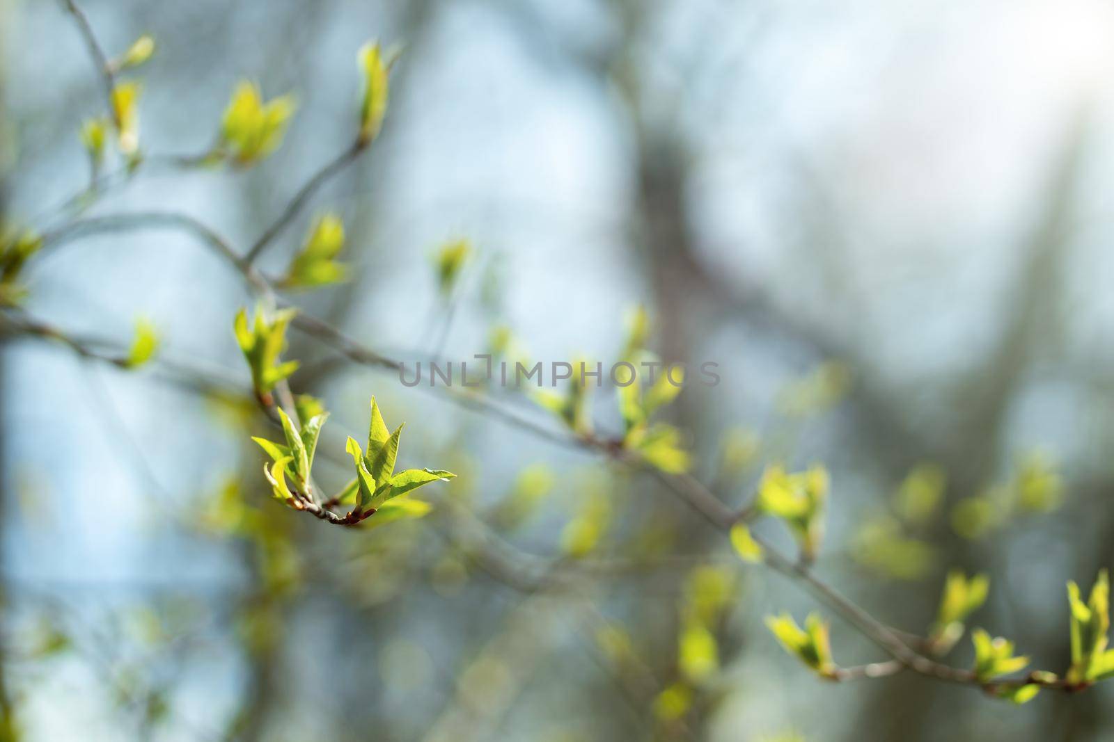 New leaves bloom from their buds on the branches of the tree. Beautiful spring background.