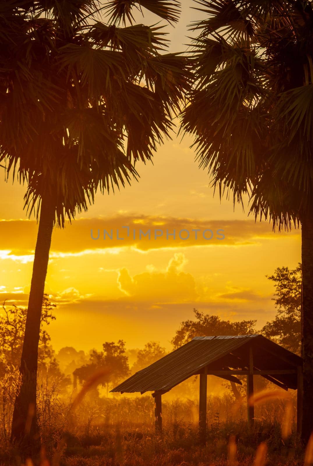 Selective focus on old hut in forest near sugar palm tree in the morning. Golden sunrise sky and silhouette sugar palm tree and hut in rural. Country view. Sunrise shine with yellow and orange color. by Fahroni