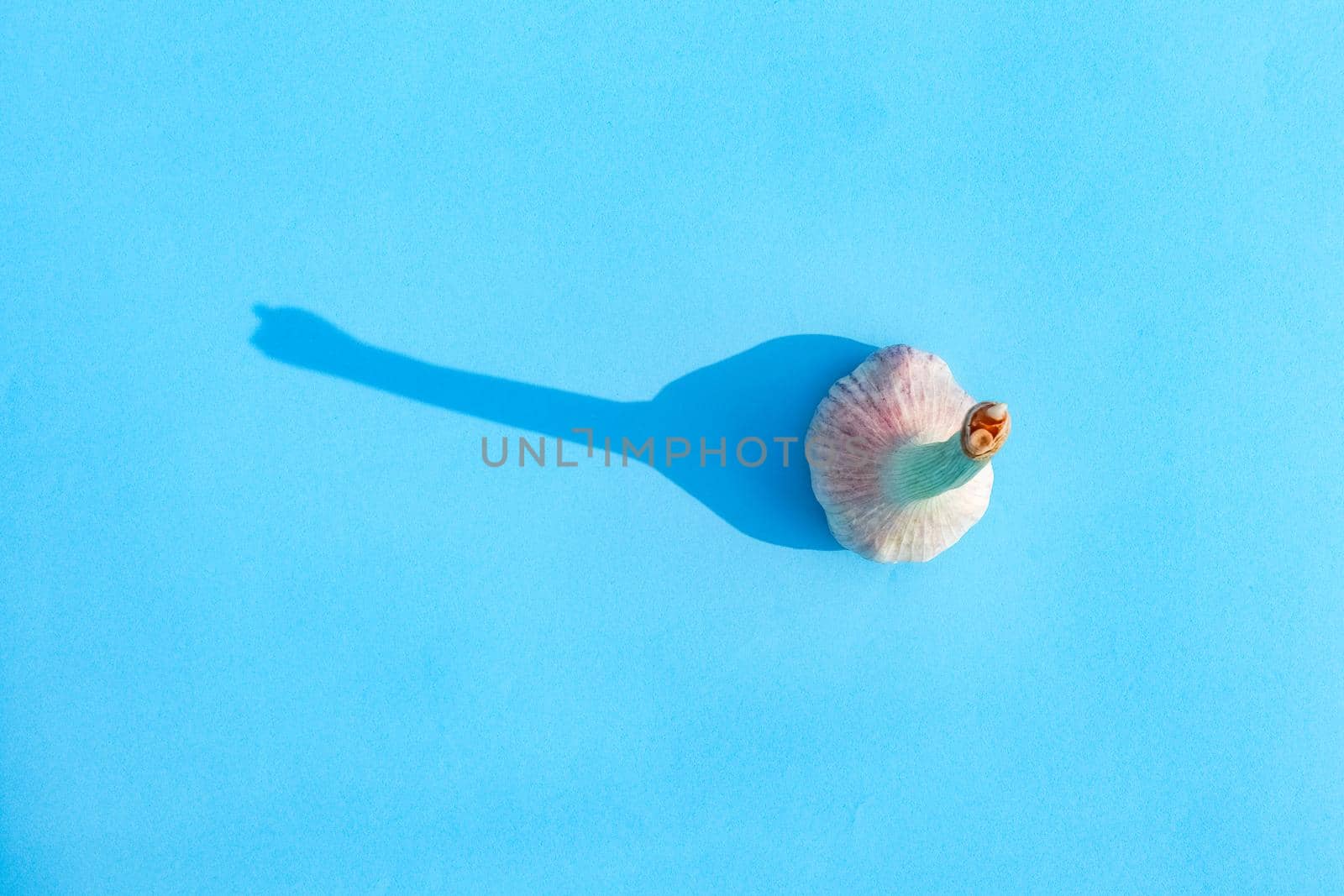 garlic on a colored background with a hard shadow. High quality photo