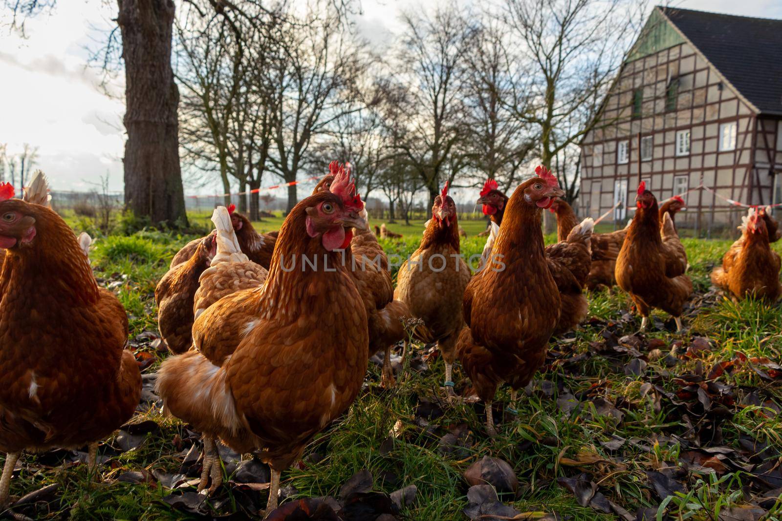 Free range organic chickens poultry in a country farm