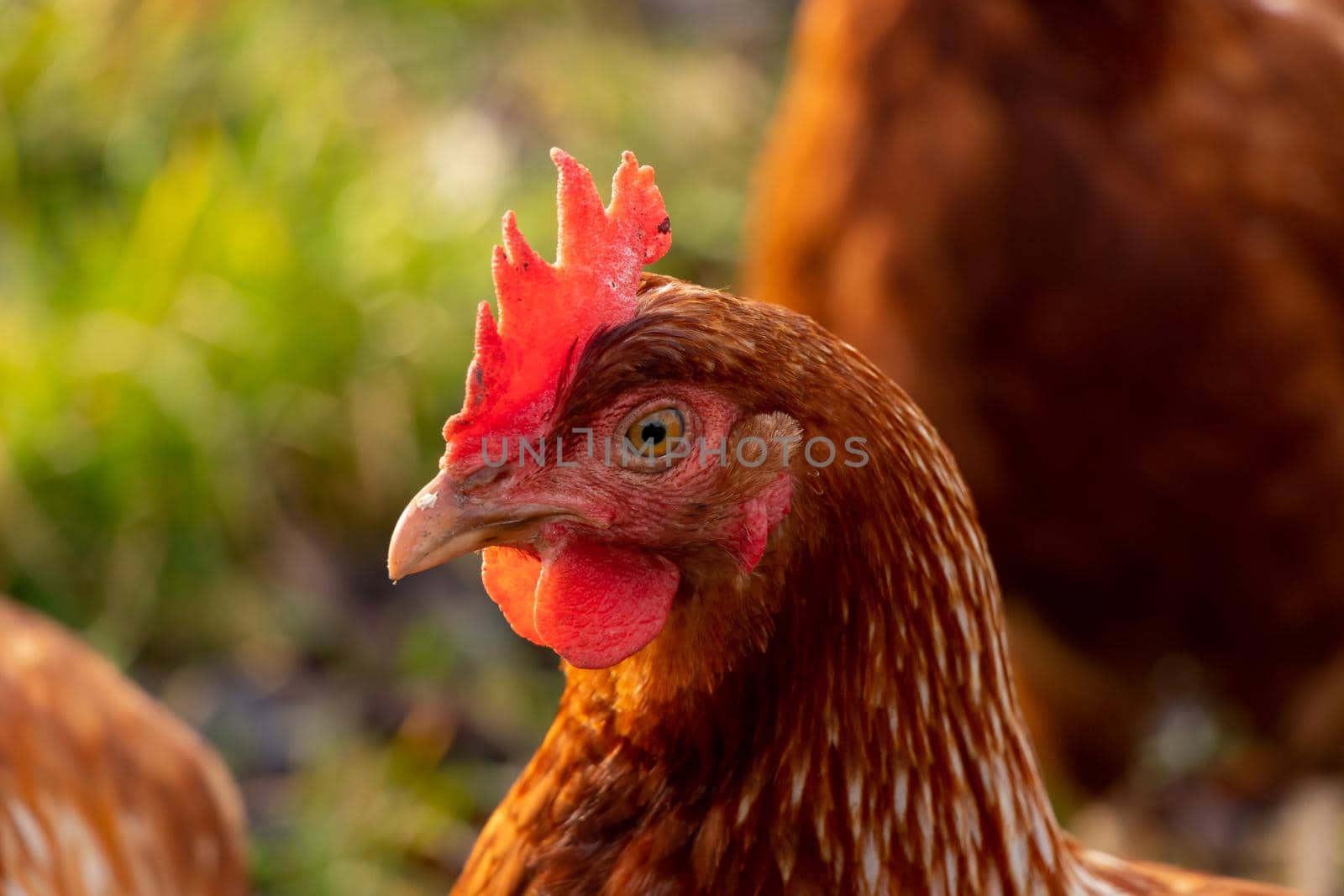 close up of a brown hen on an organic free range chicken farm