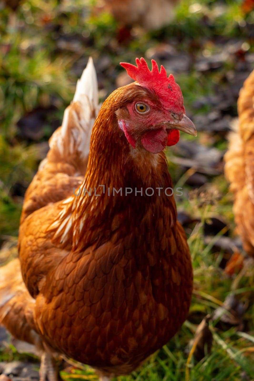 close up of a brown hen on an organic free range chicken farm