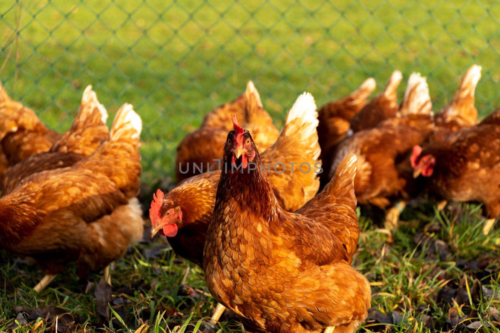 Free range organic chickens poultry in a country farm, germany by bettercallcurry