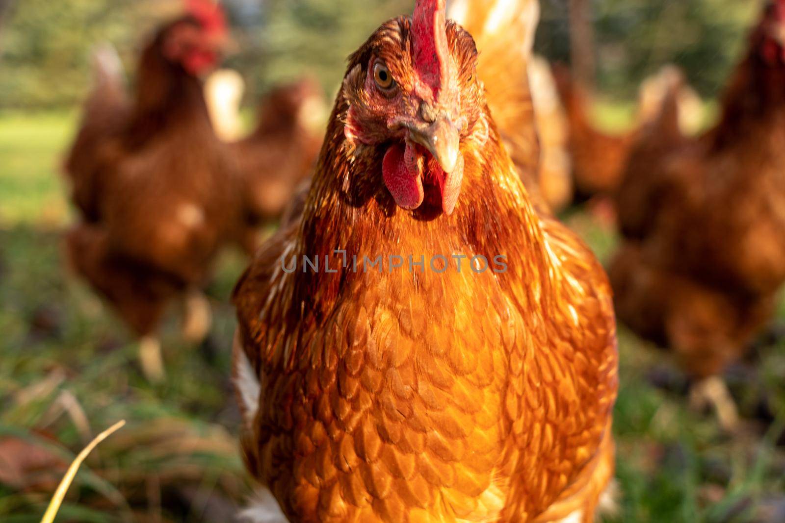 Free range organic chickens poultry in a country farm