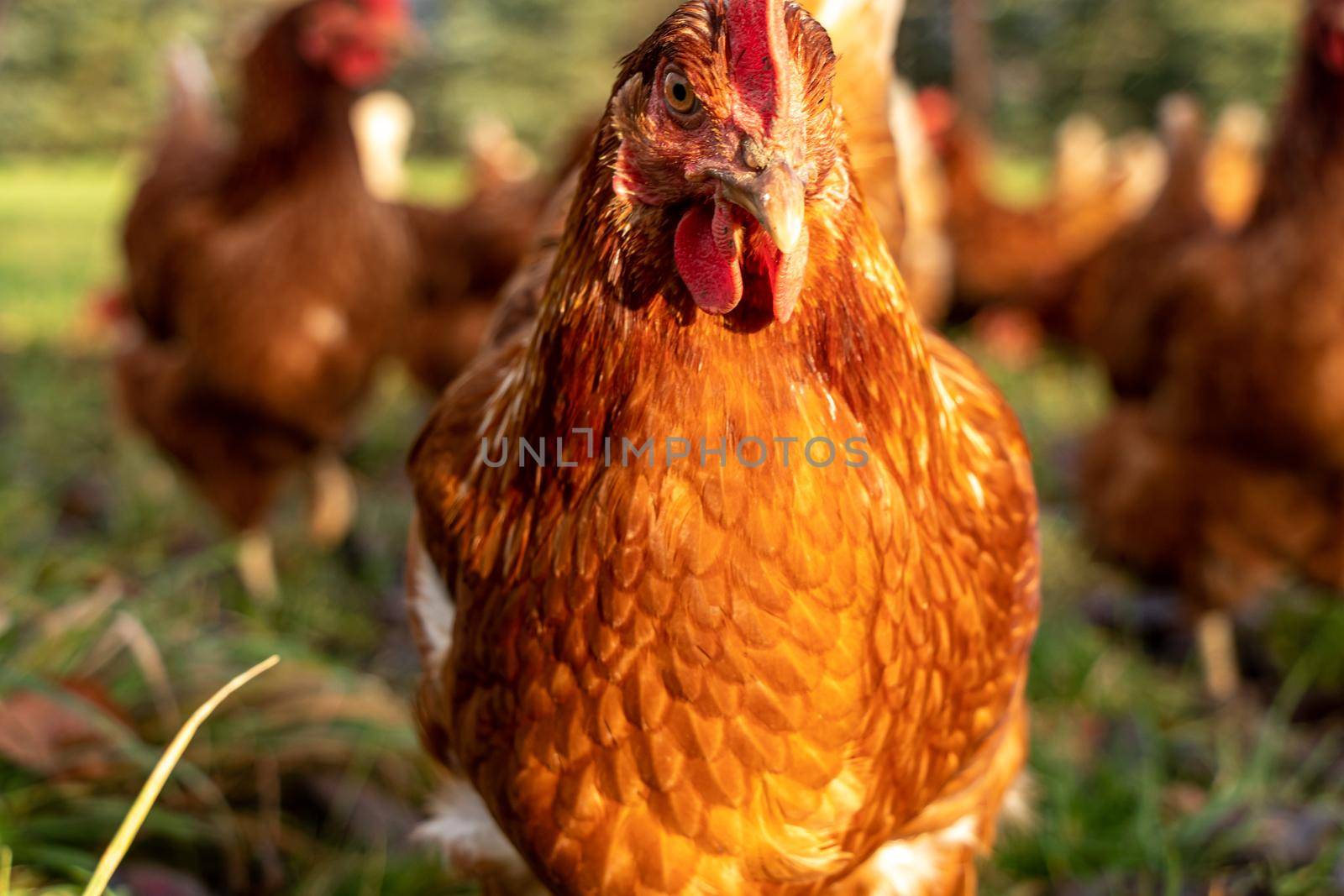 Free range organic chickens poultry in a country farm, germany by bettercallcurry