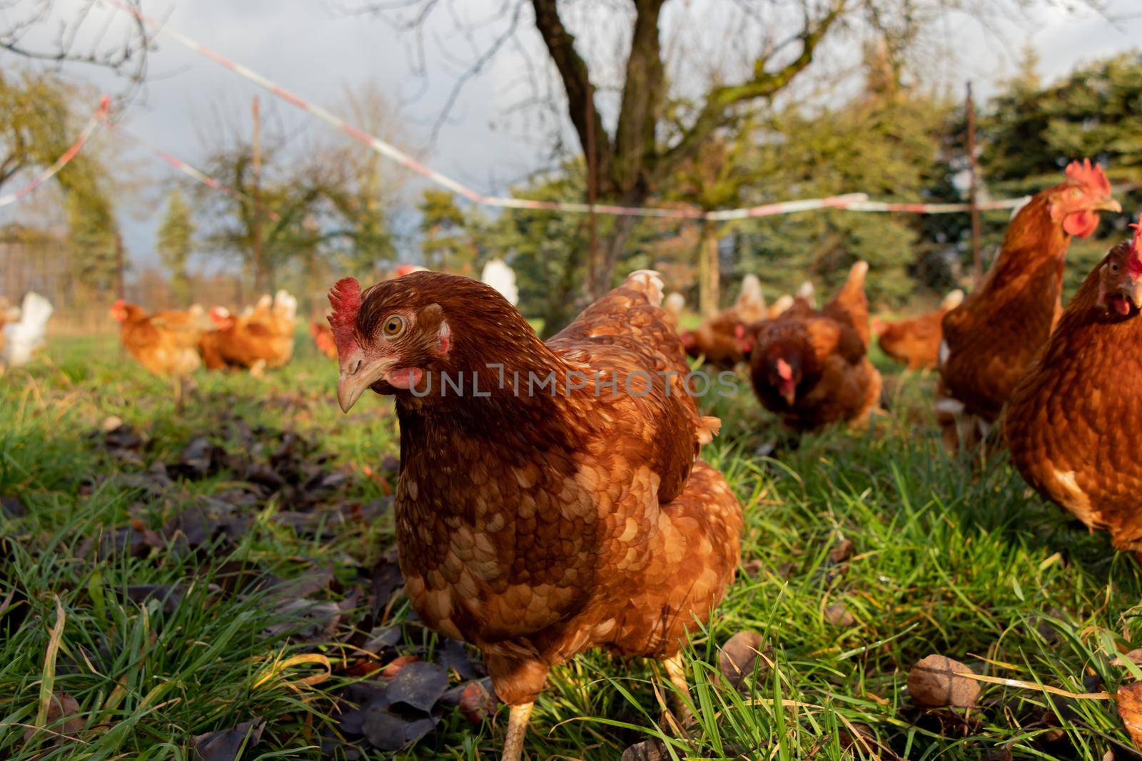 Free range organic chickens poultry in a country farm