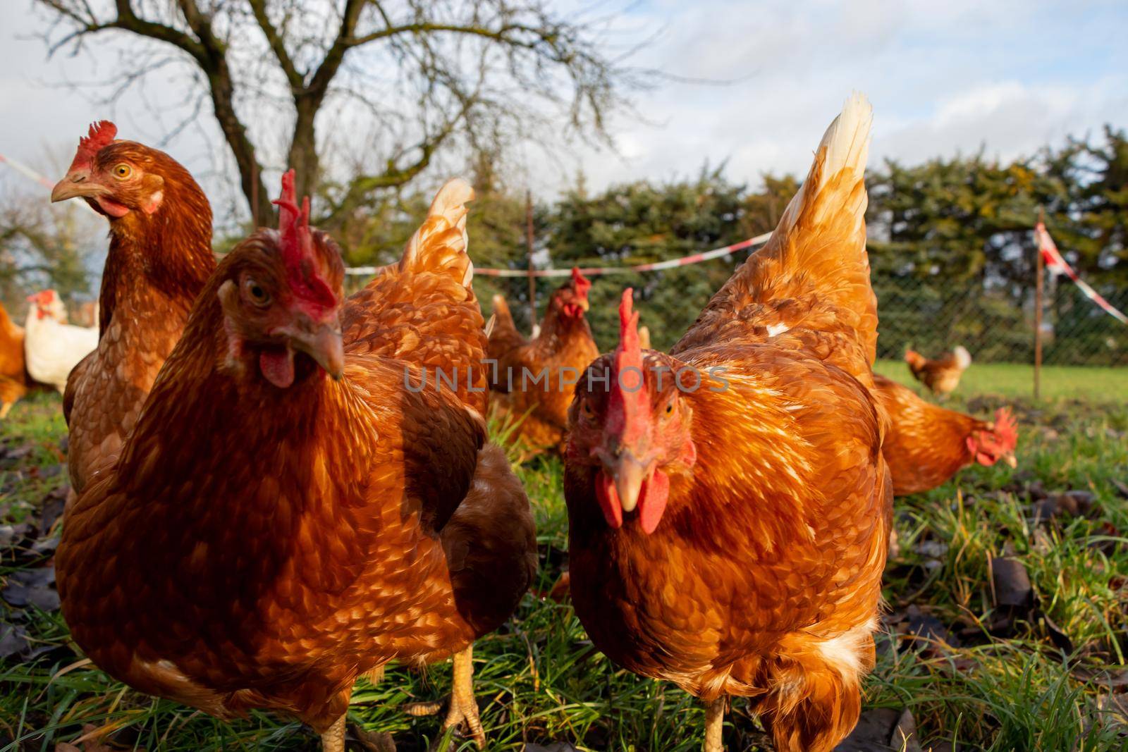 Free range organic chickens poultry in a country farm