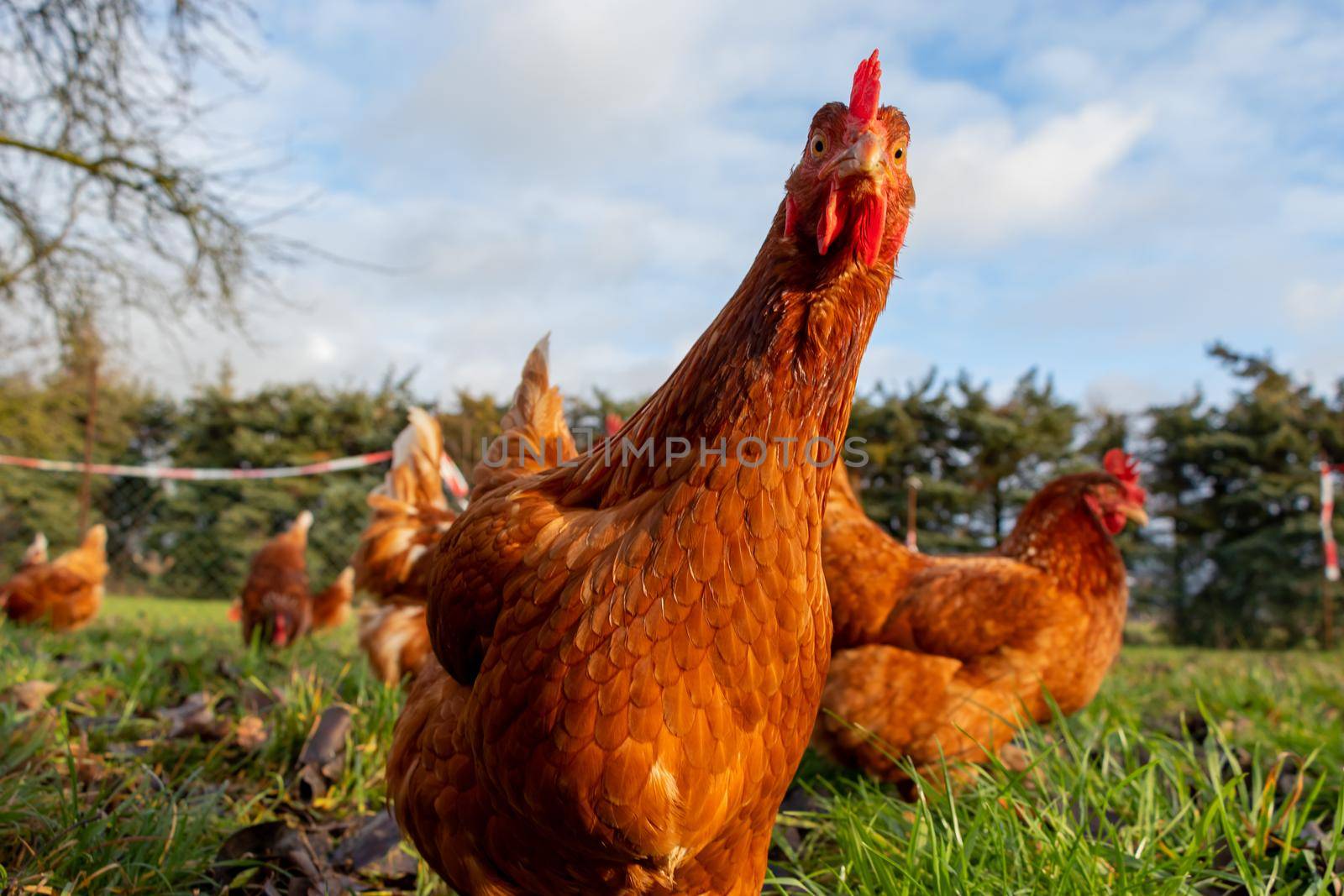 Free range organic chickens poultry in a country farm