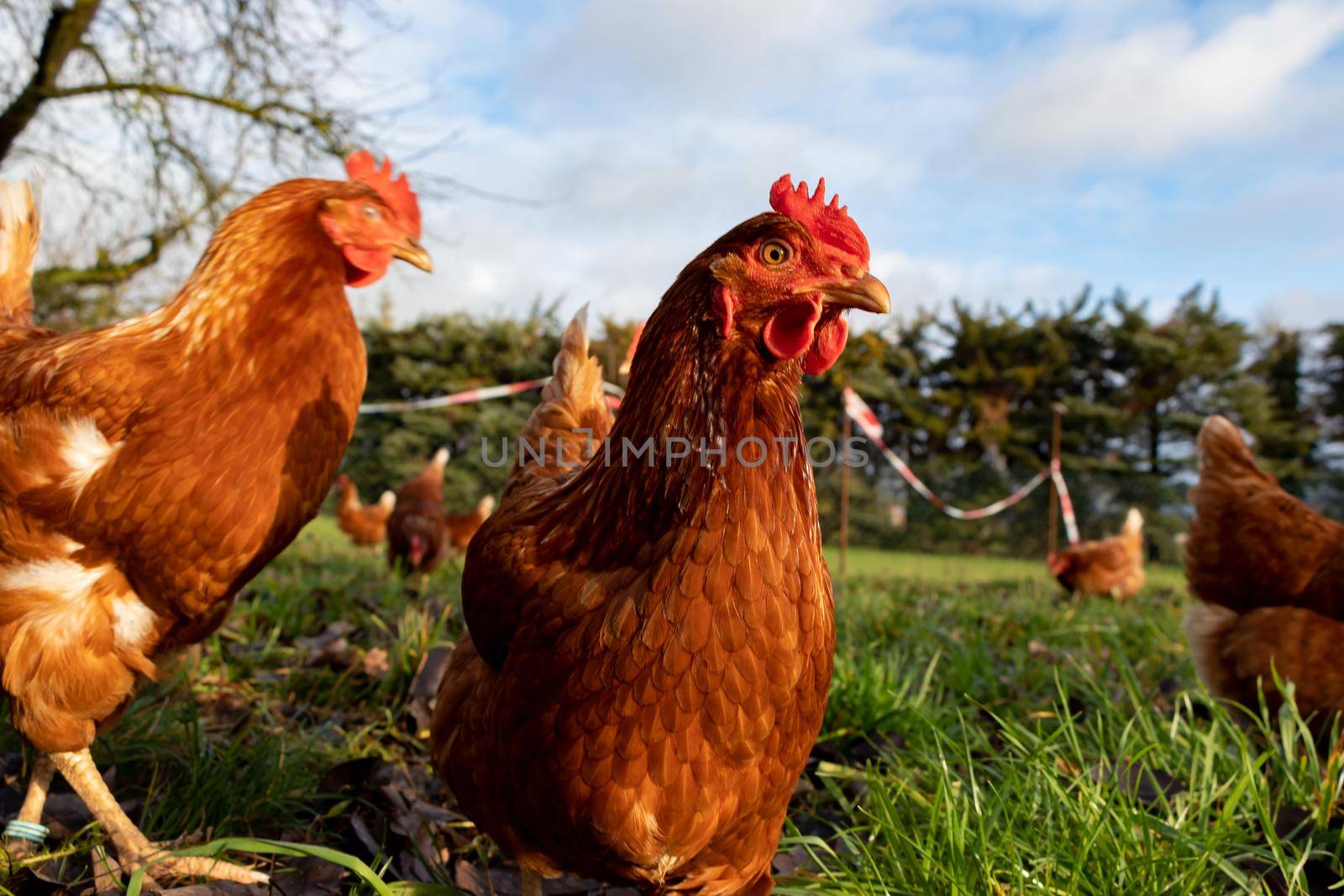 Free range organic chickens poultry in a country farm, germany by bettercallcurry