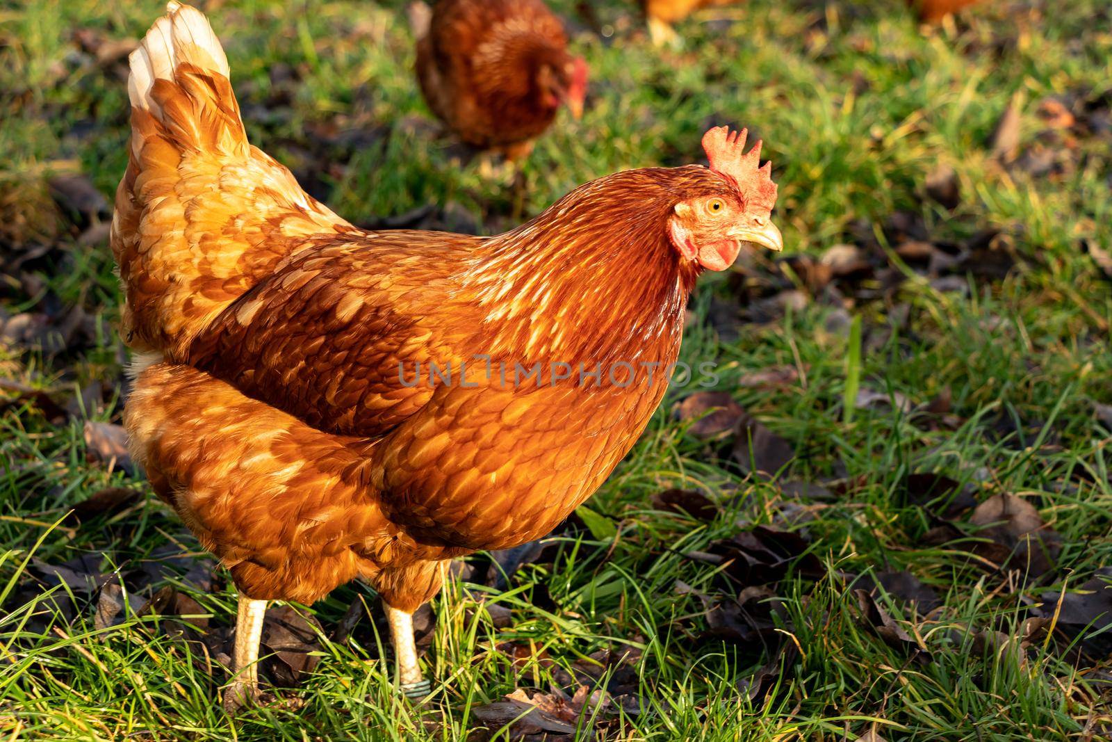 Free range organic chickens poultry in a country farm, germany by bettercallcurry