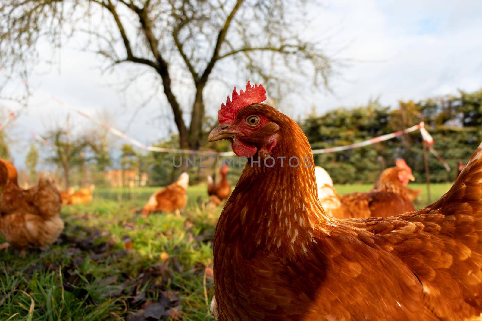 Free range organic chickens poultry in a country farm