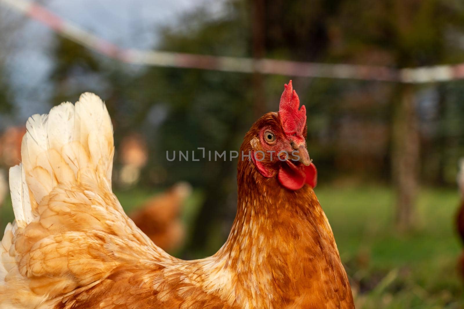 close up of a brown hen on an organic free range chicken farm