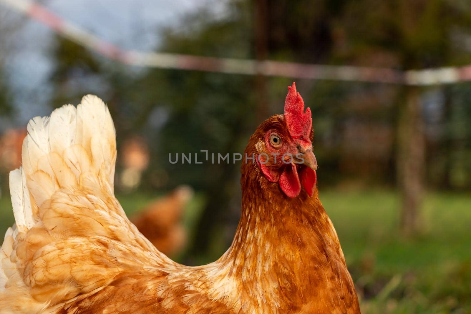 close up of a brown hen on an organic free range chicken farm