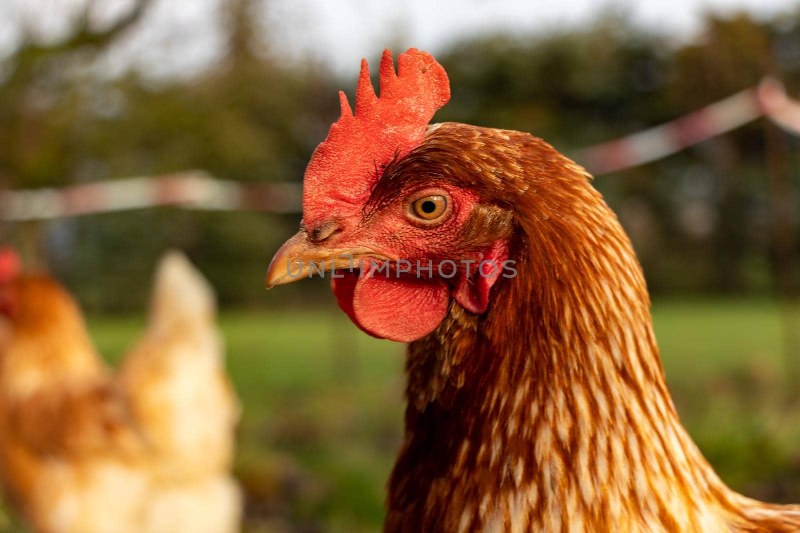 close up of a brown hen on an organic free range chicken farm, Germany by bettercallcurry