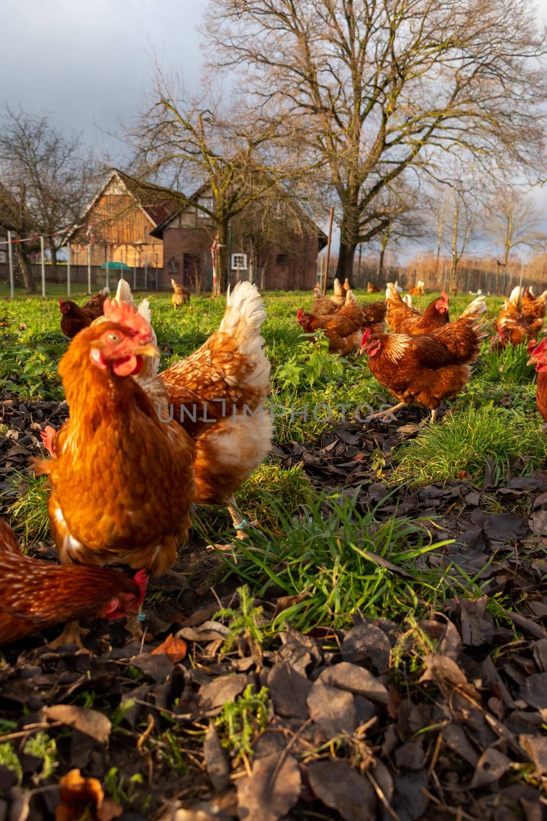Free range organic chickens poultry in a country farm, germany by bettercallcurry