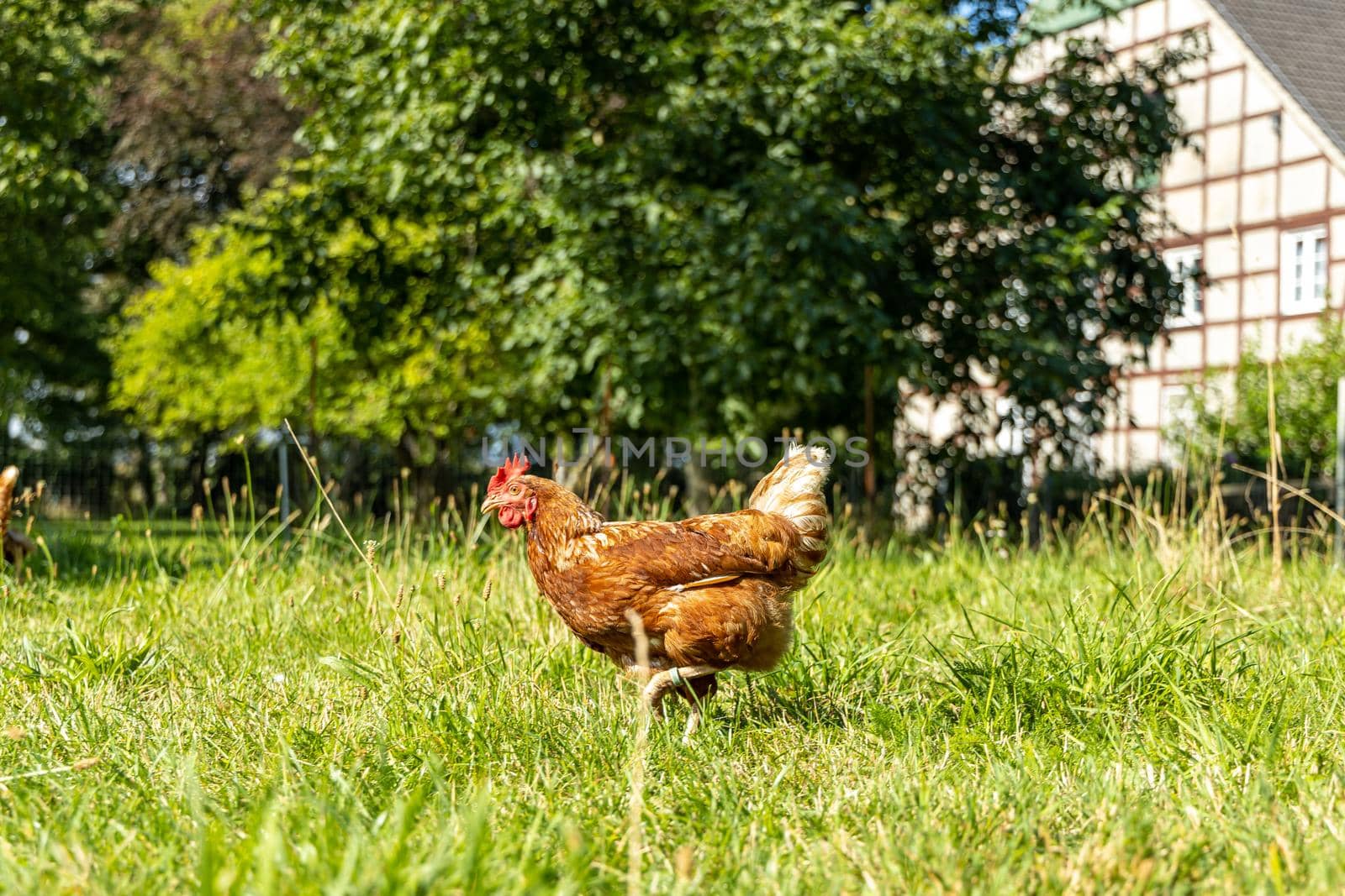 Free range organic chickens poultry in a country farm
