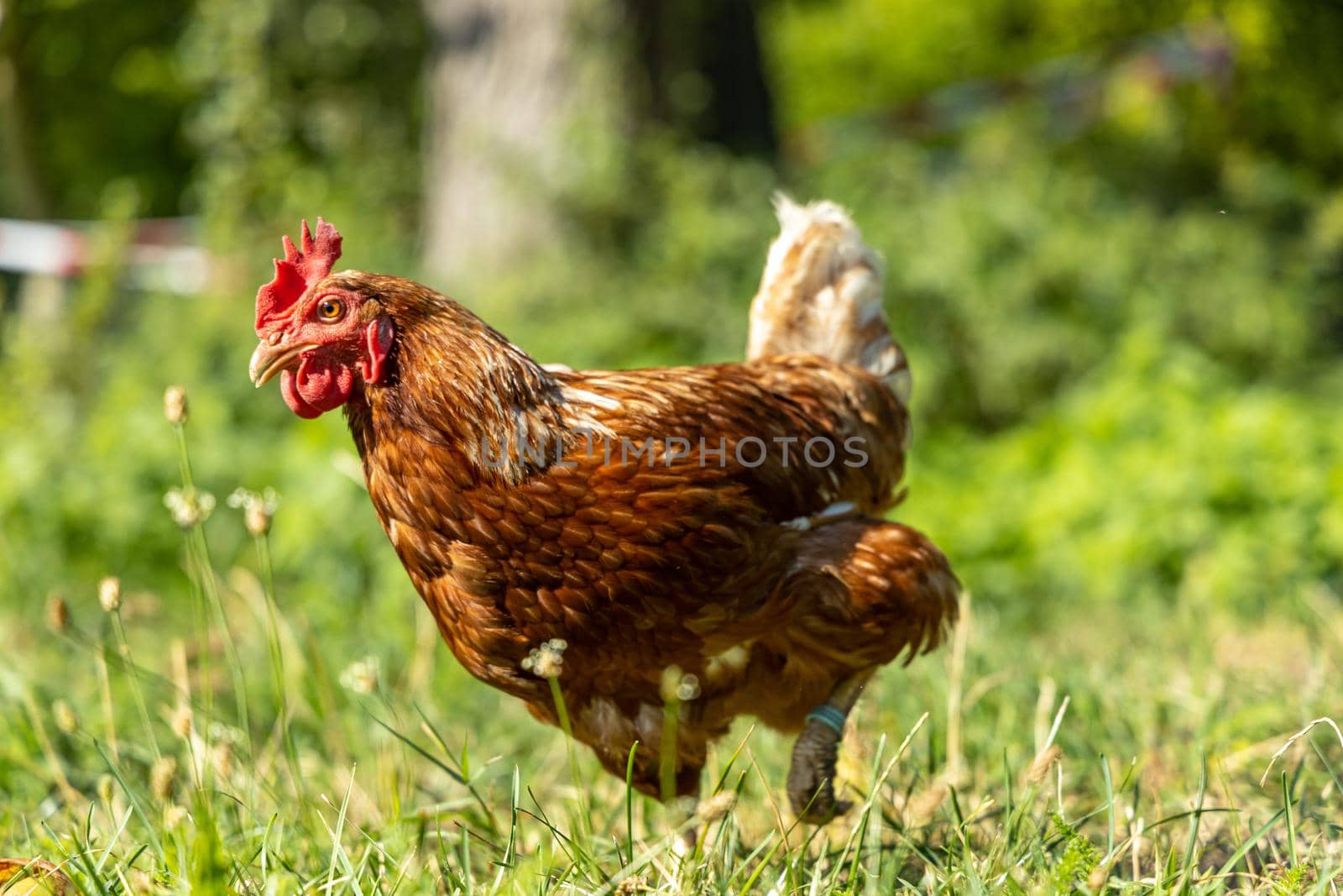 Free range organic chickens poultry in a country farm