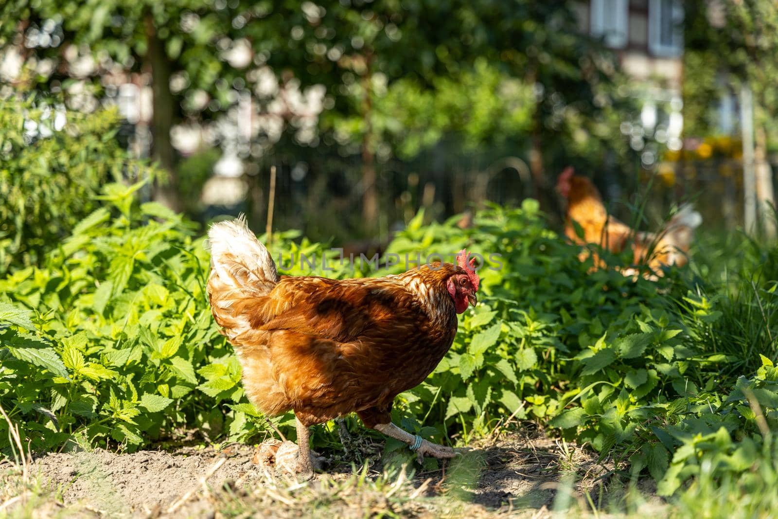 Free range organic chickens poultry in a country farm, germany by bettercallcurry