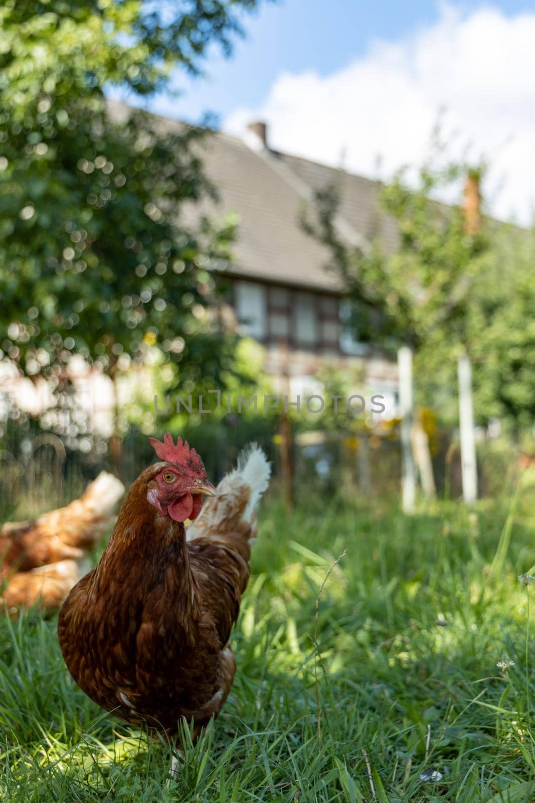 Free range organic chickens poultry in a country farm