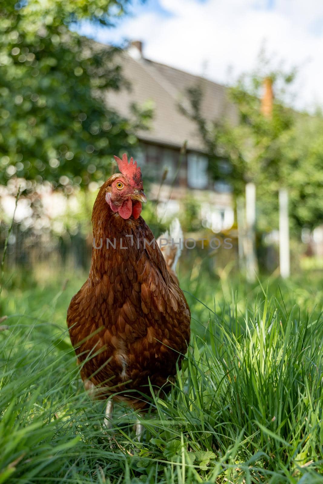 Free range organic chickens poultry in a country farm