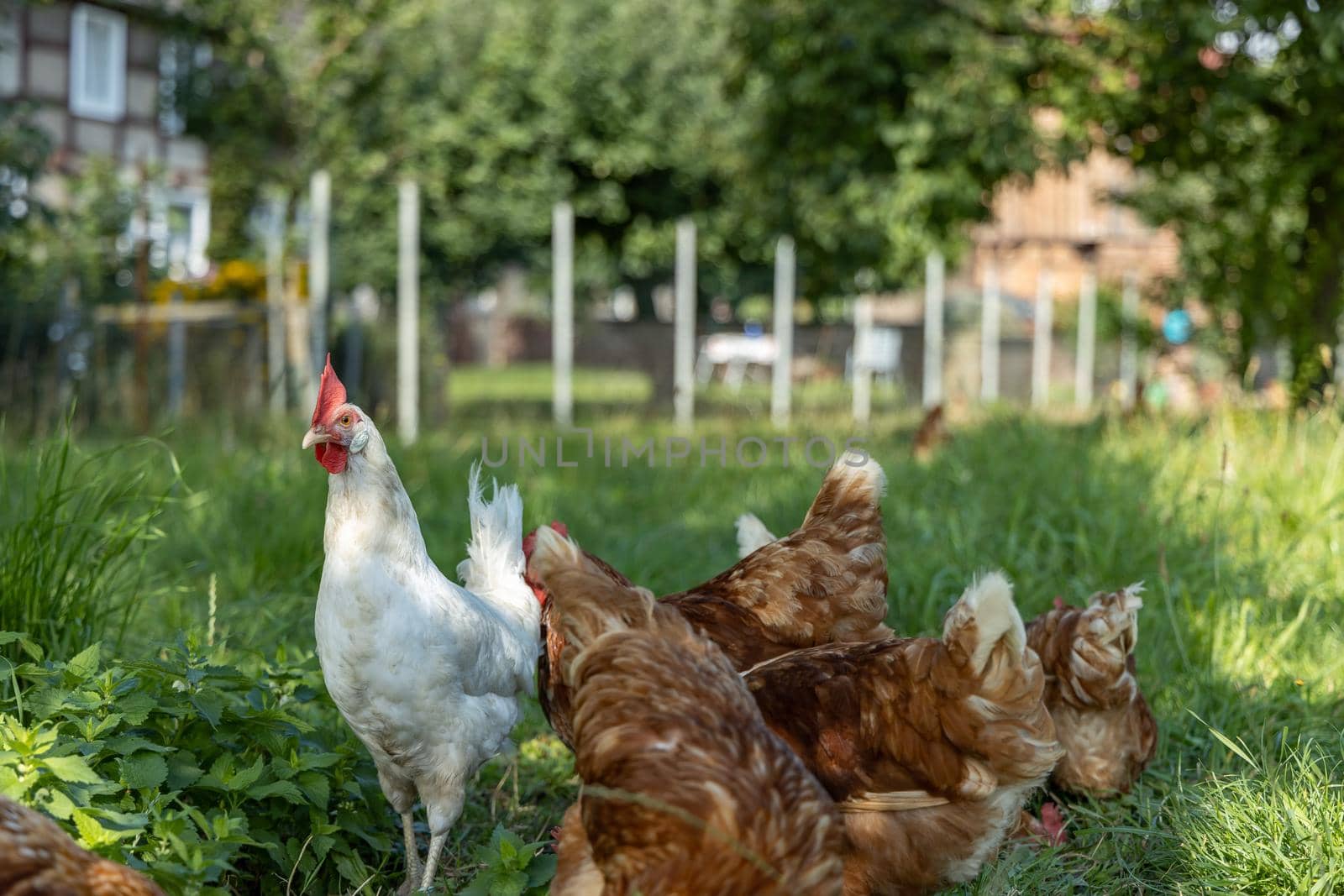 Free range organic chickens poultry in a country farm