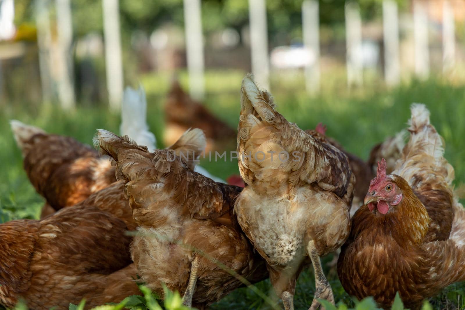 Free range organic chickens poultry in a country farm