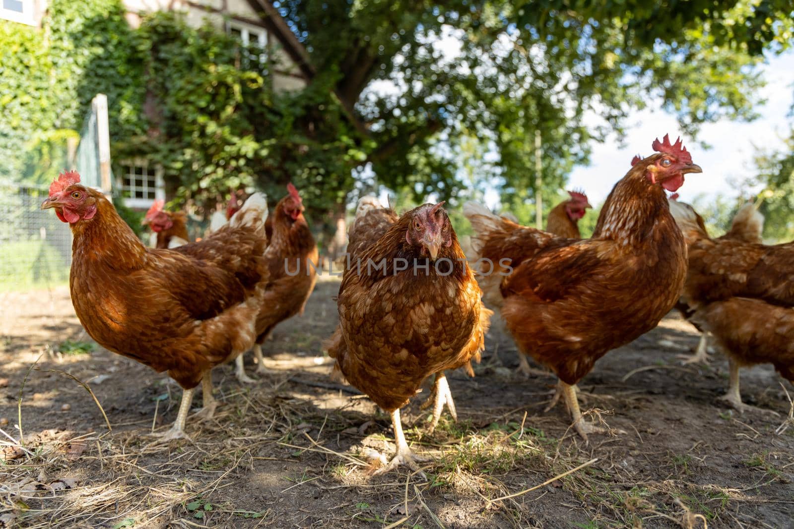 Free range organic chickens poultry in a country farm