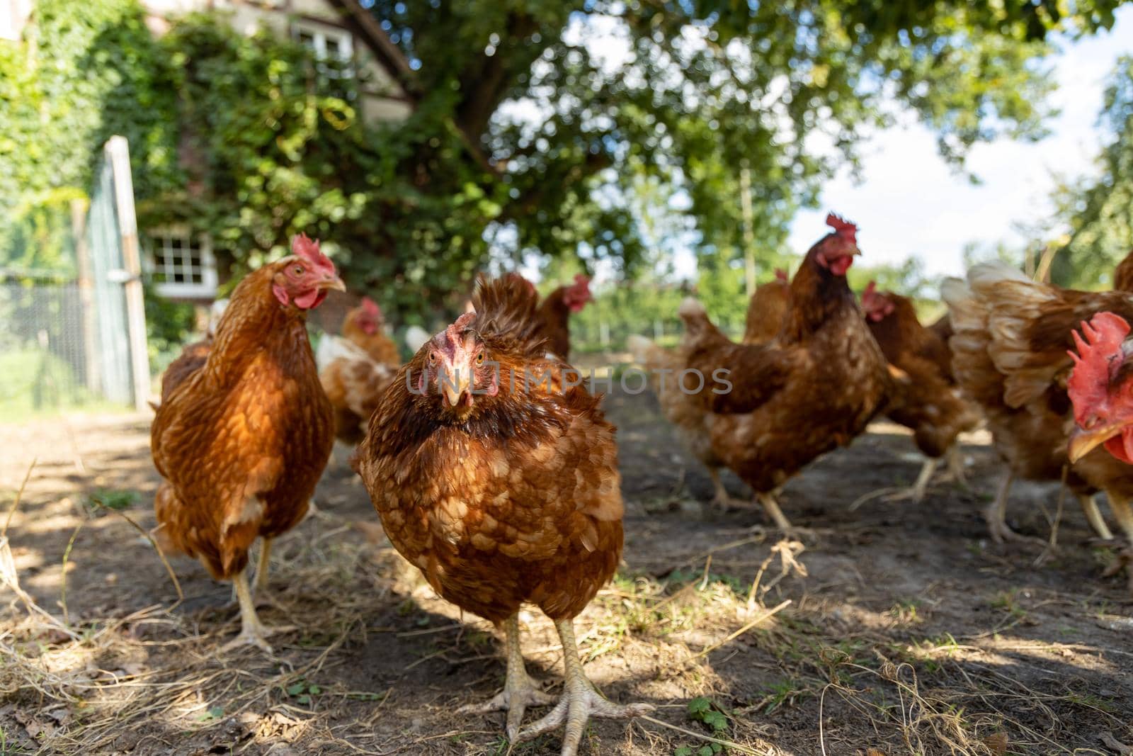 Free range organic chickens poultry in a country farm