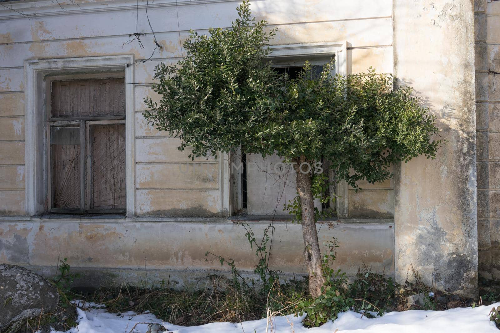 olive tree on the background of the dingy walls of the old house and the window