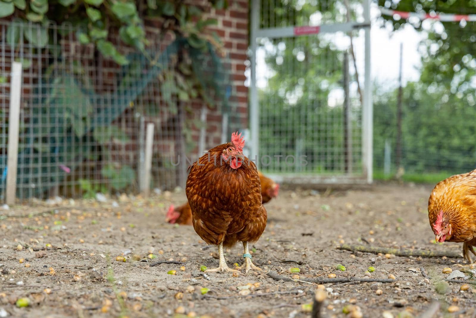 Free range organic chickens poultry in a country farm