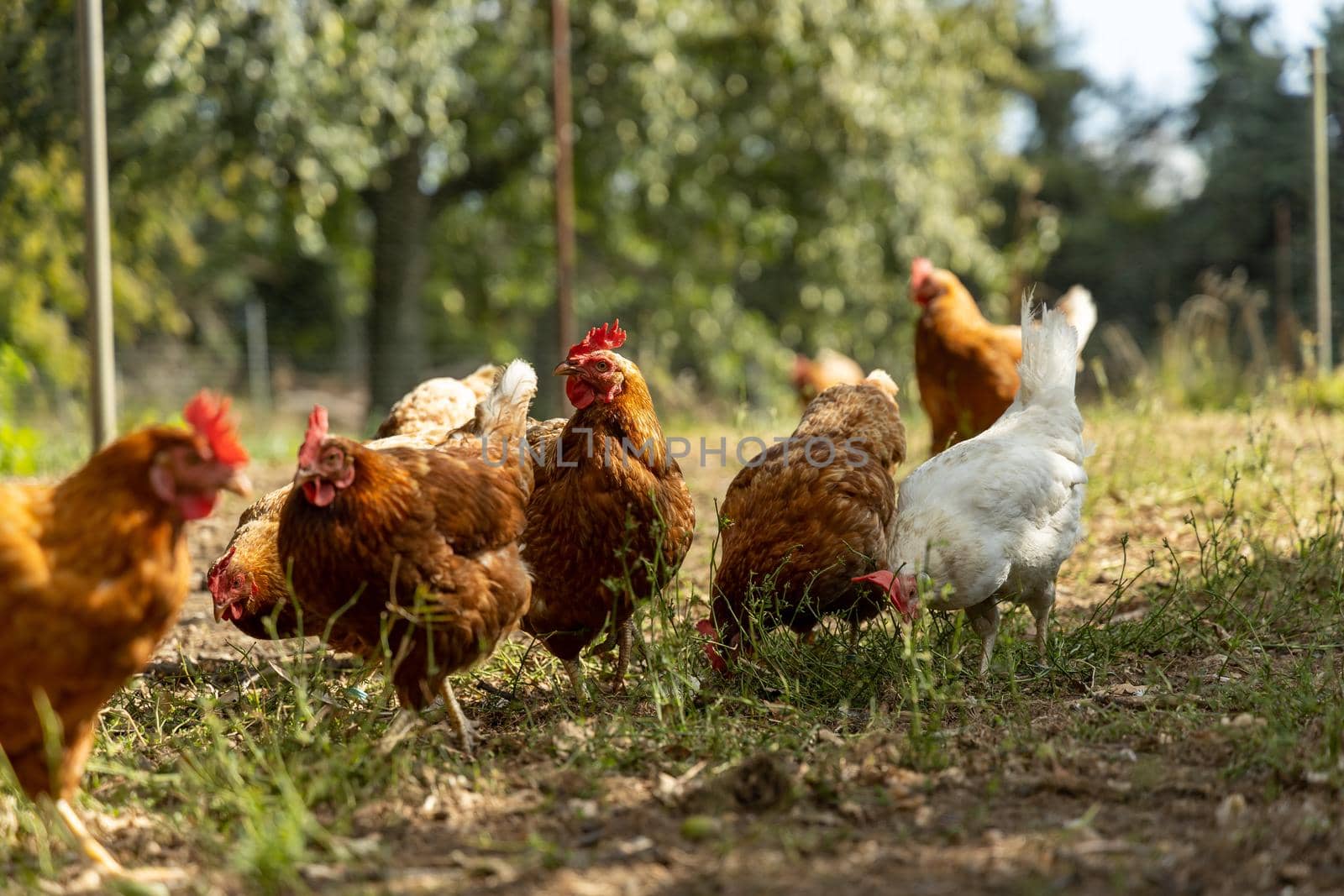 Free range organic chickens poultry in a country farm