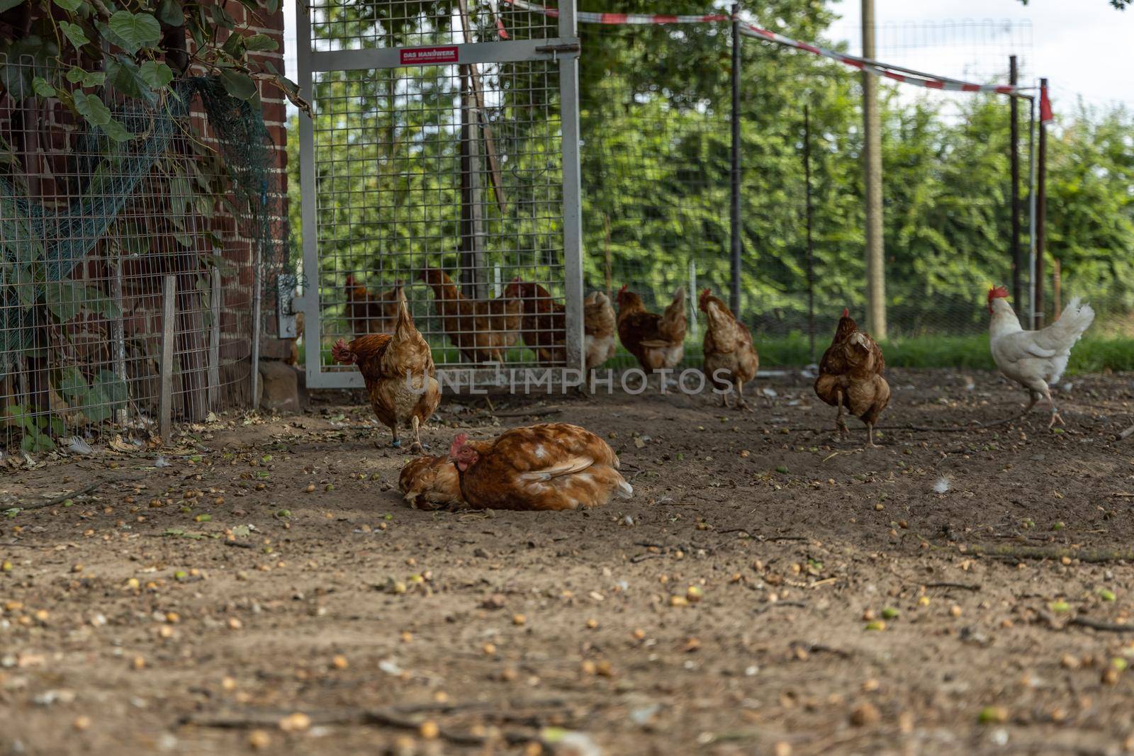 Free range organic chickens bathing in dirt. poultry in a country farm, germany by bettercallcurry
