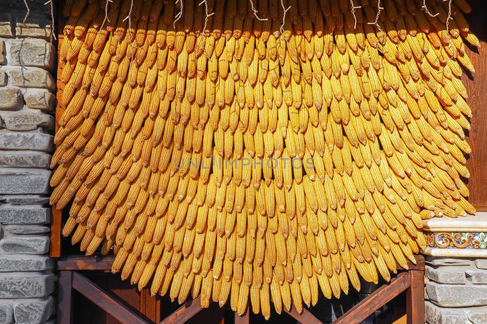 corn cobs are linked as a background for the entire frame. High quality photo