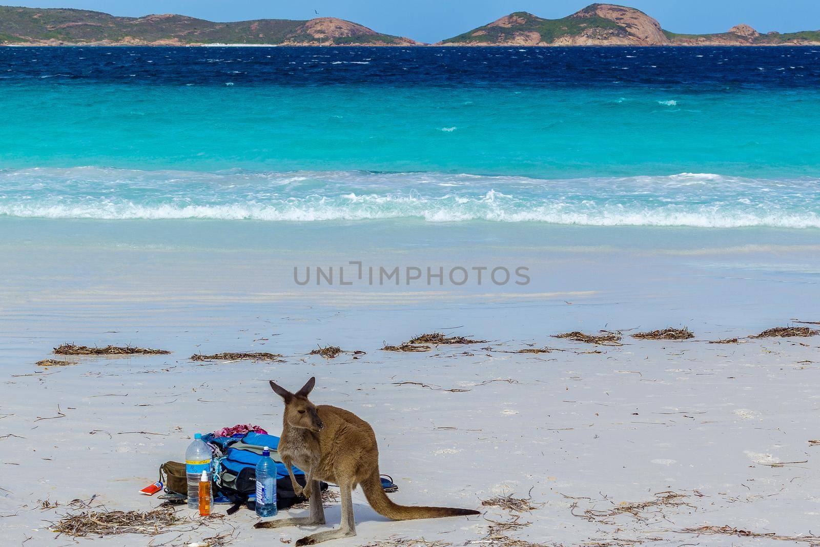 Beautiful Kangaroo near a backpack at Lucky Bay Beach in the Cape Le Grand National Park near Esperance, Australia by bettercallcurry