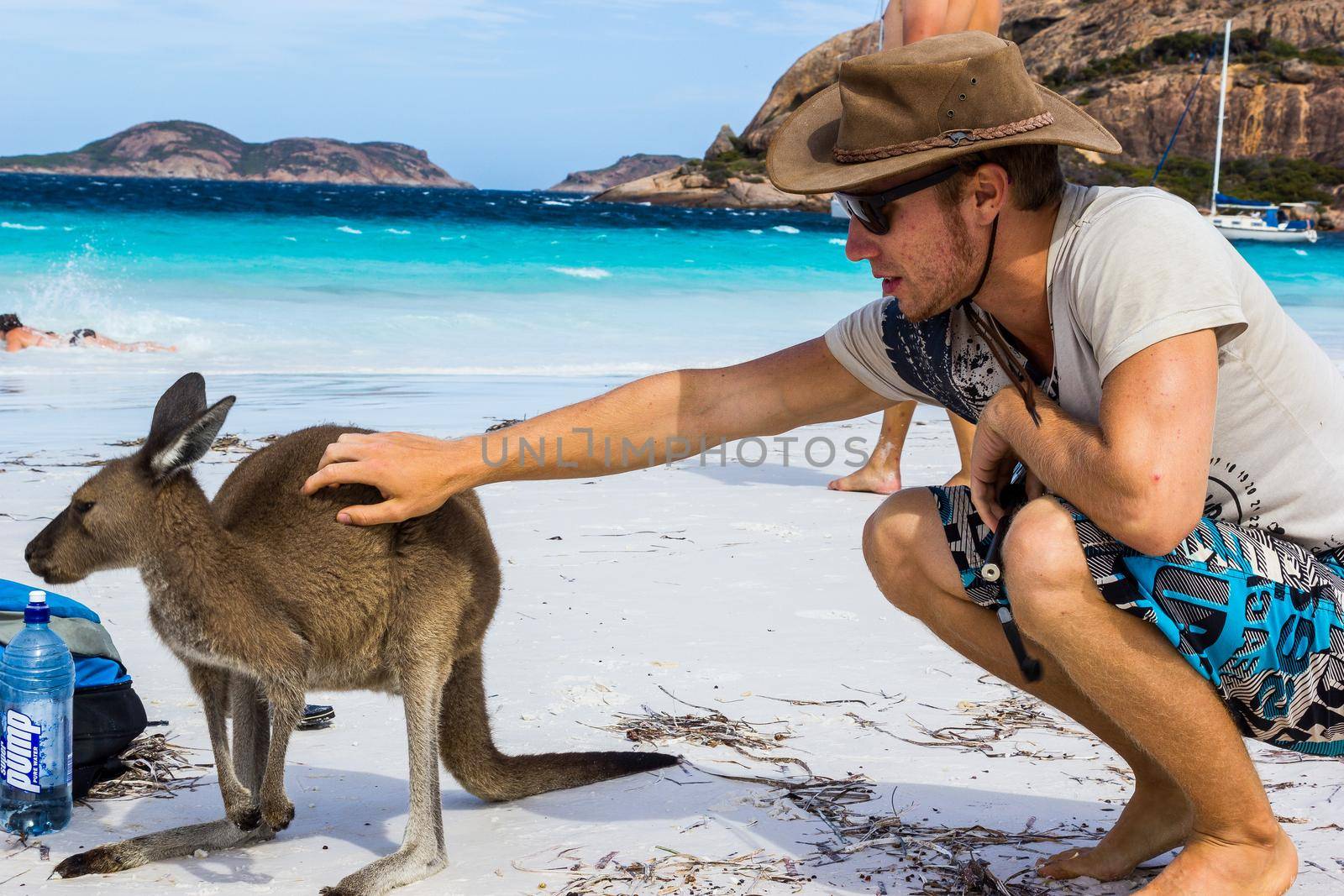 caucasian man pets a beautiful Kangaroo at Lucky Bay Beach in the Cape Le Grand National Park near Esperance, Australia by bettercallcurry