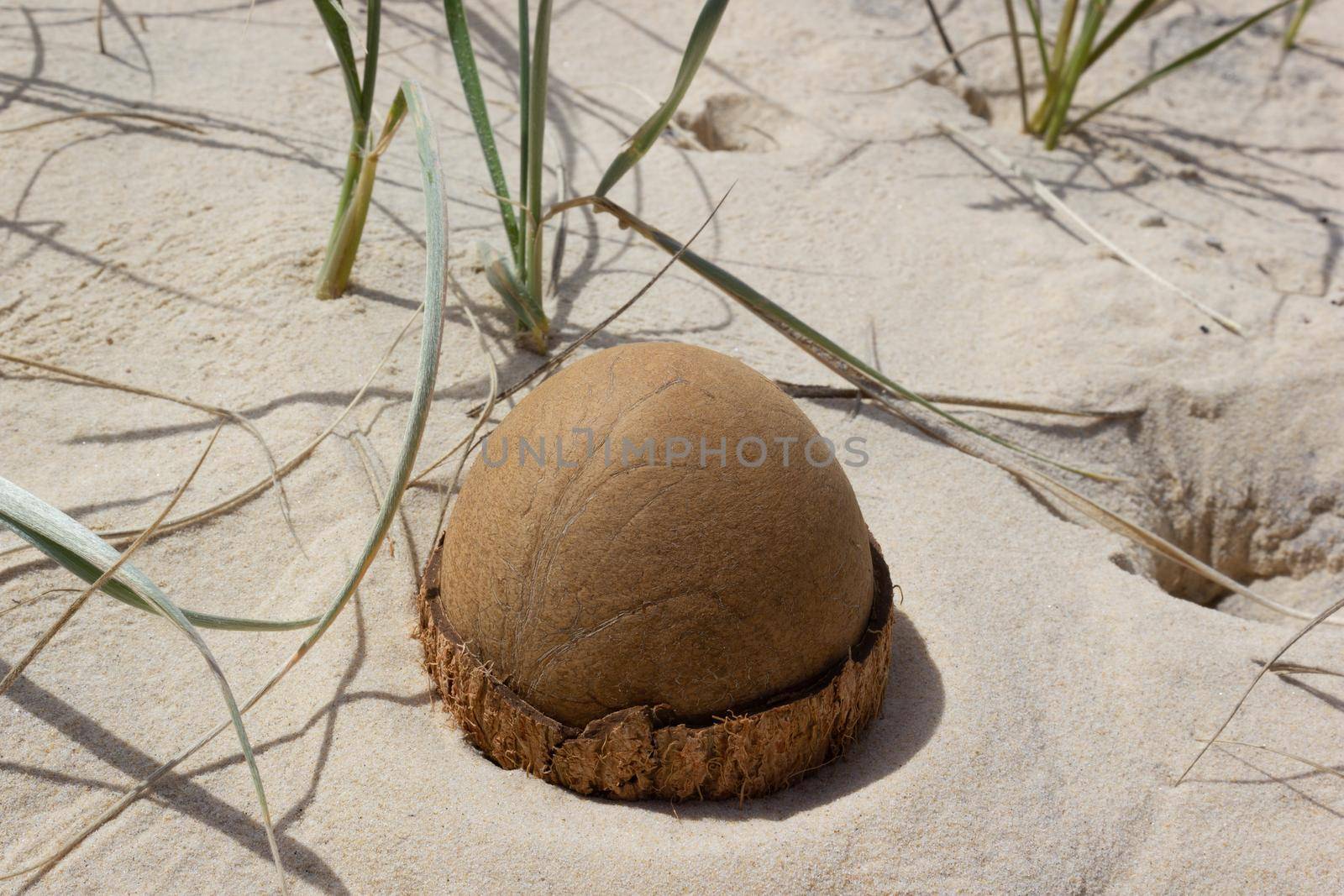 Coconuts on the beach. Thailand