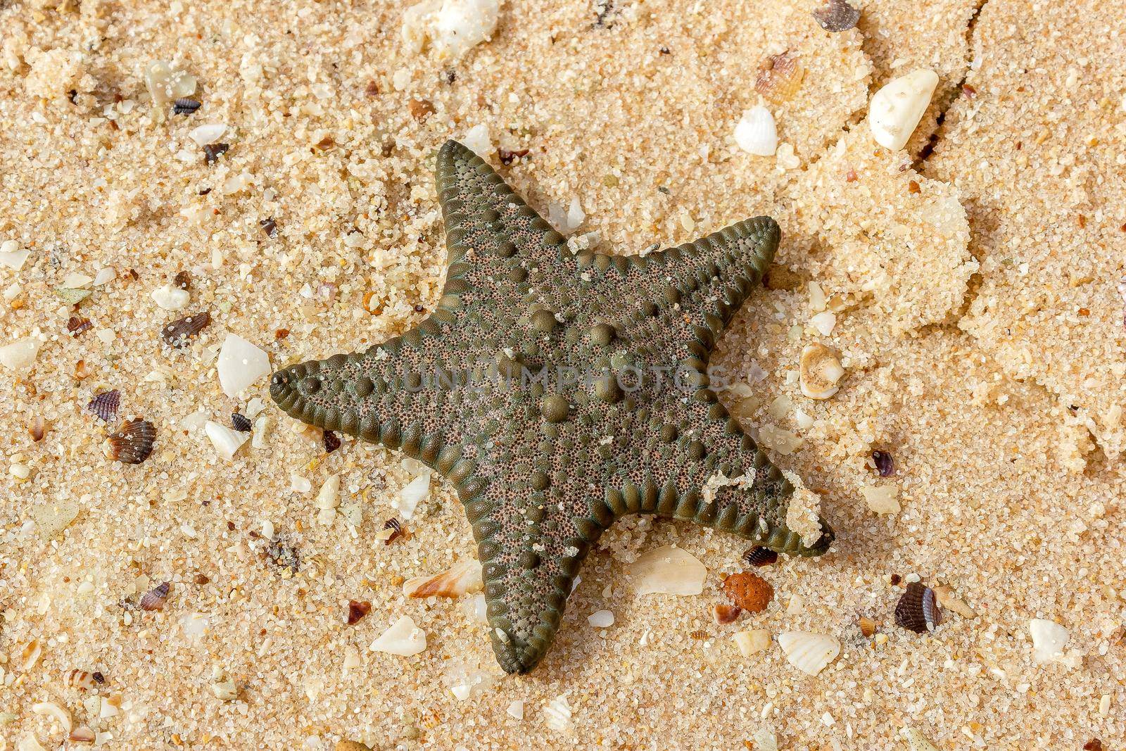 closeup of a green starfish on the beach, monkey mia, australia