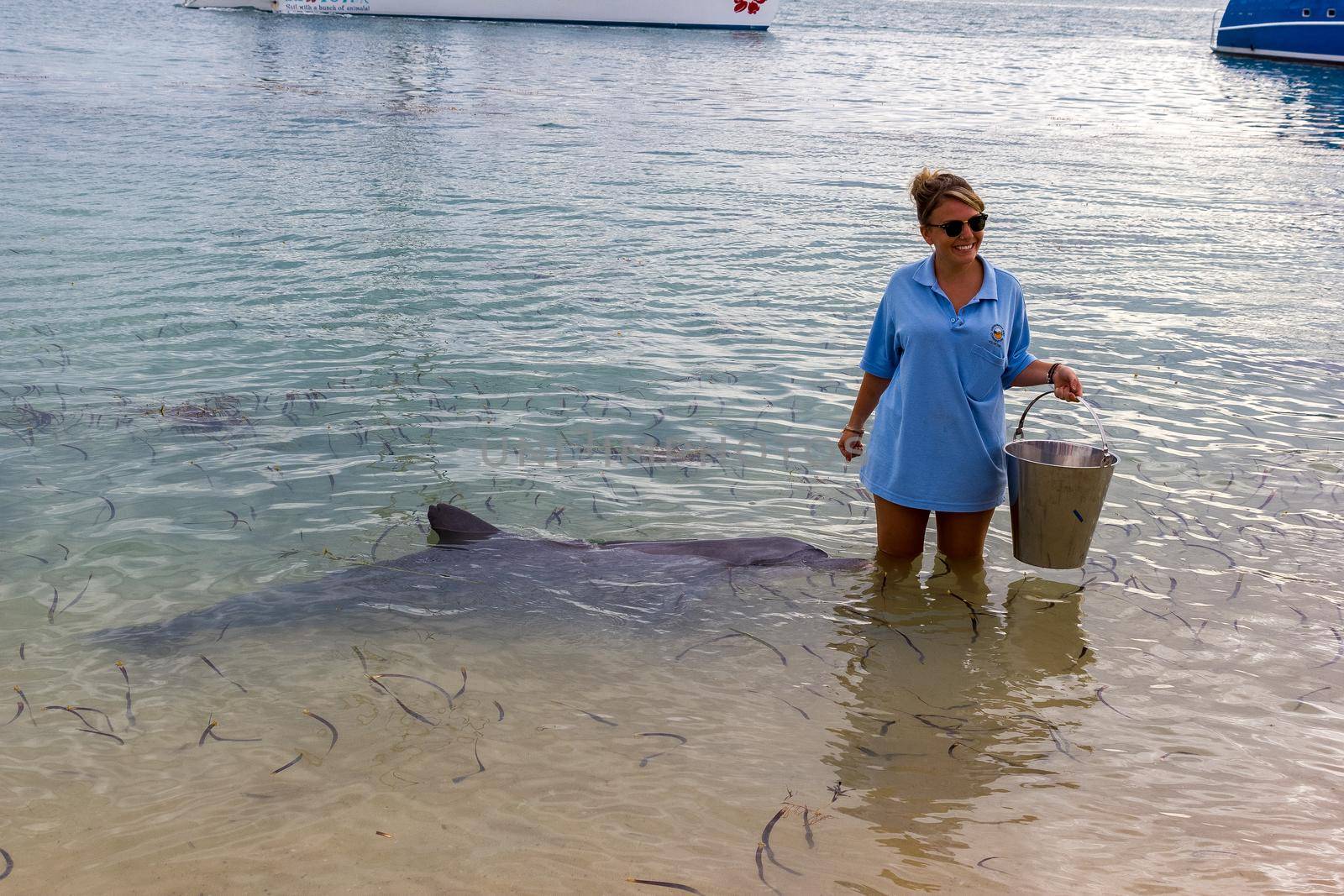 Monkey Mia, Australia - April 15, 2015- wild dolphins near the shore get in touch with humans on famous Monkey Mia beach by bettercallcurry