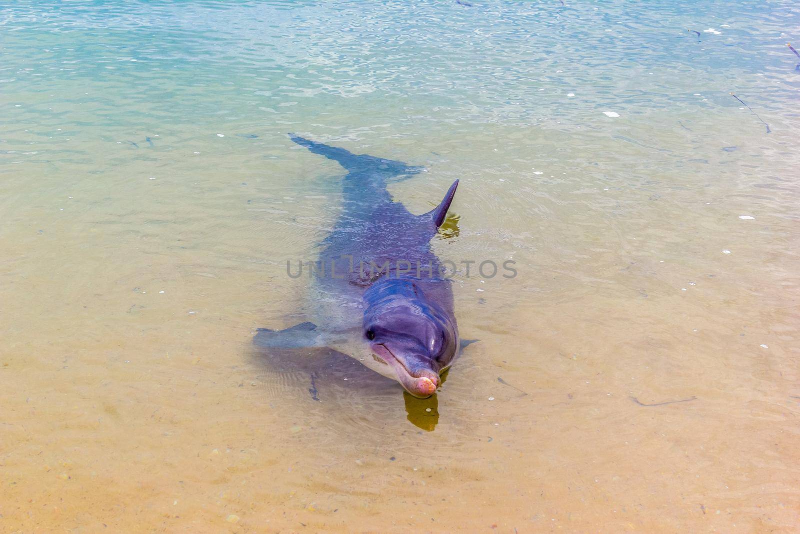 wild dolphins near the shore in Australia Monkey Mia beach, Shark Bay, Australia by bettercallcurry