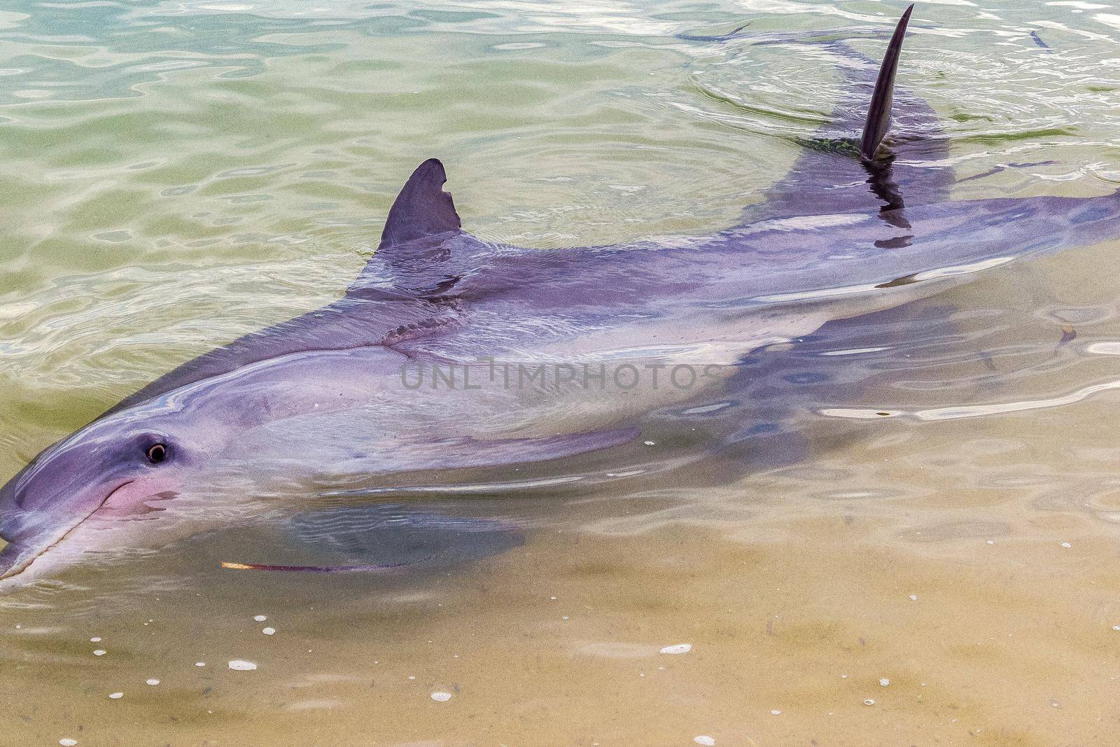 wild dolphins near the shore in Australia Monkey Mia beach, Shark Bay Australia