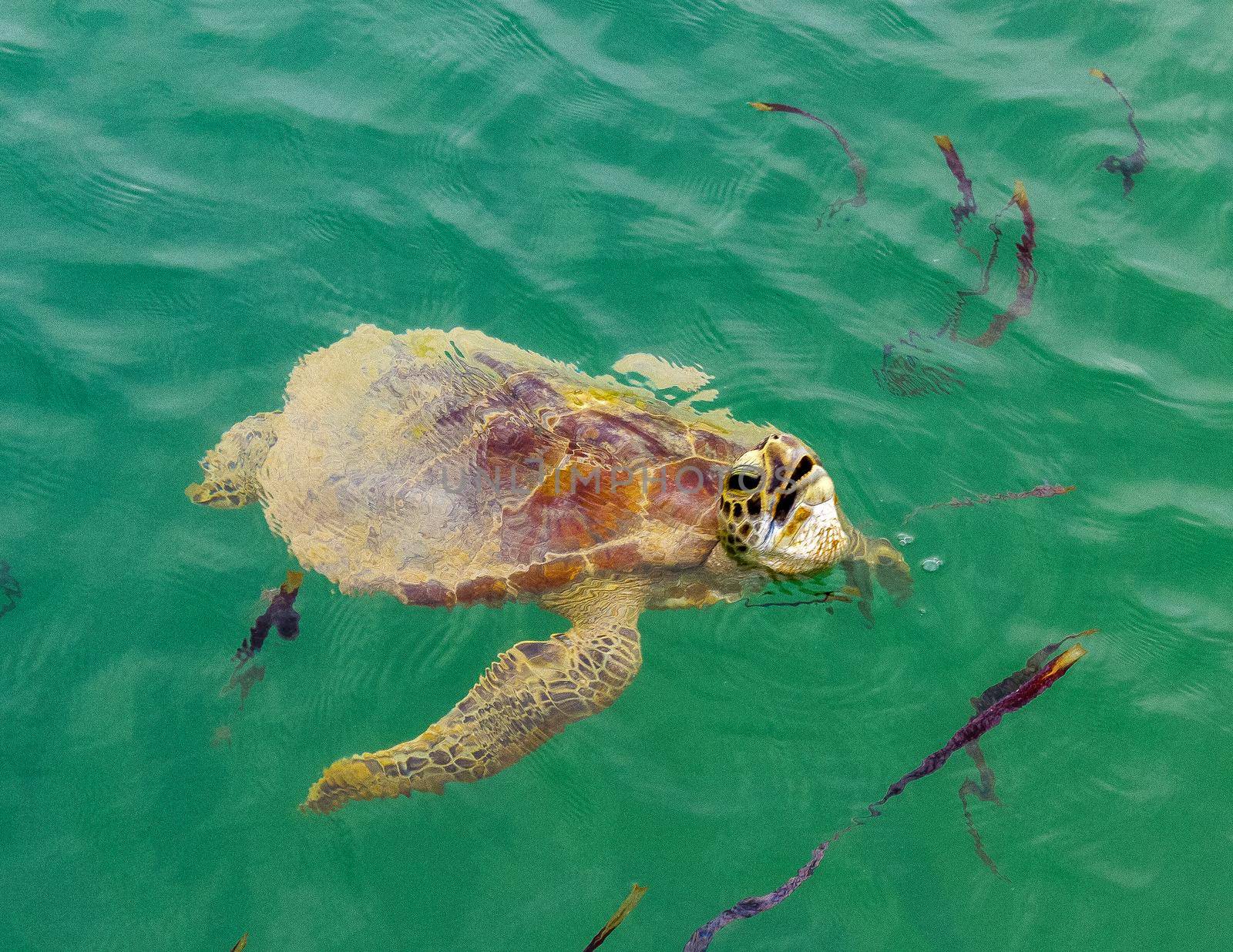 green turtle swimming in ocean with head out of the warter, monkey mia, australia by bettercallcurry